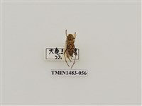 藏品(側紋黃虎天牛)的圖片